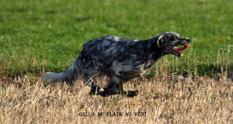 CH. TR. Gallo Du Flair Au Vent