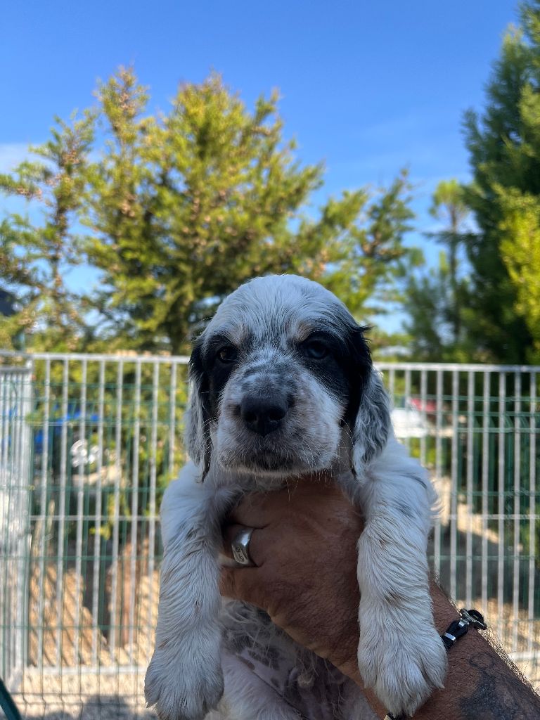 De Marais Becasses - Chiots disponibles - Setter Anglais