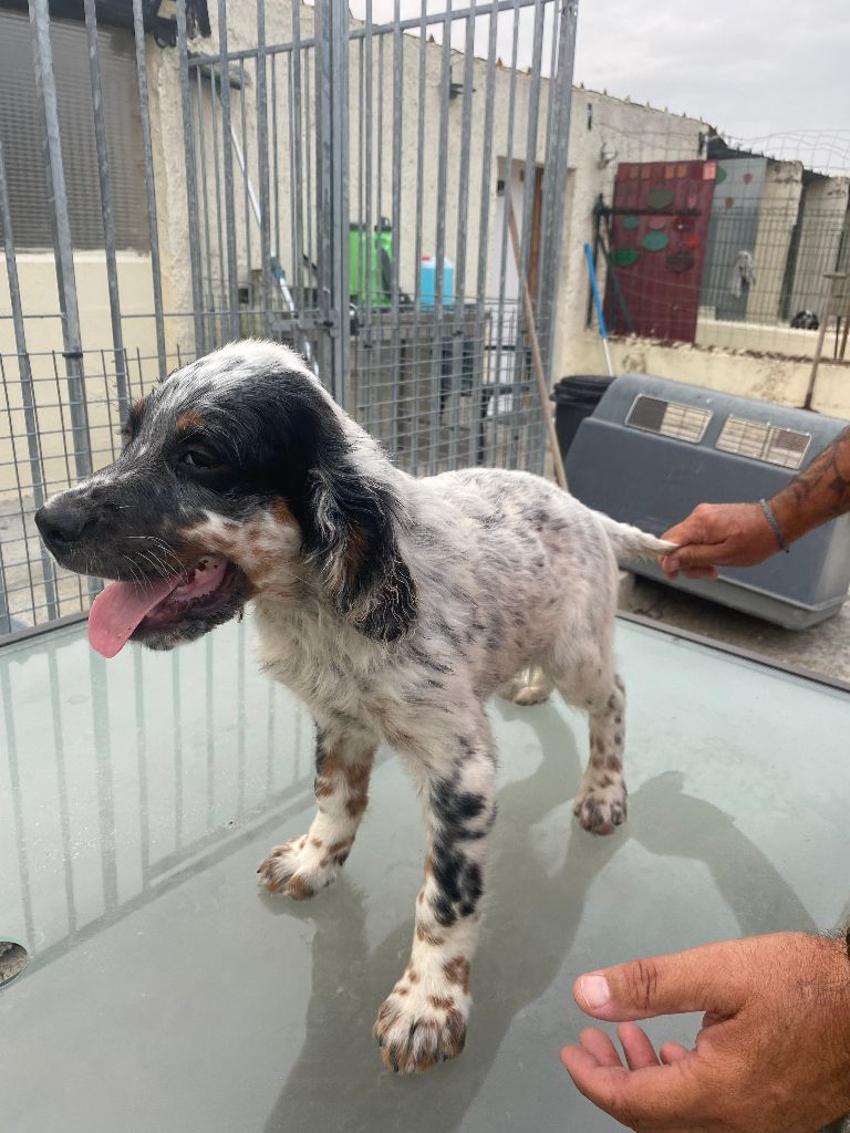 De Marais Becasses - Chiots disponibles - Setter Anglais