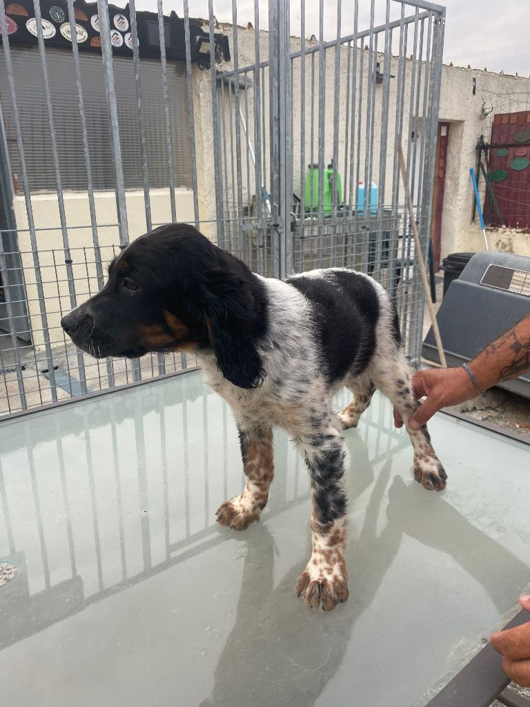 De Marais Becasses - Chiots disponibles - Setter Anglais